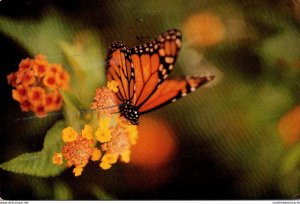 Monarch Butterfly 1992