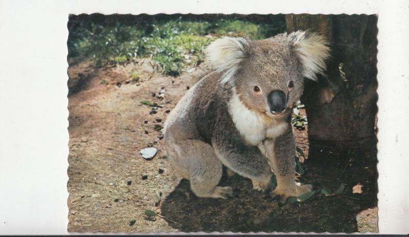 BF28120 australia koala bear animals  front/back image