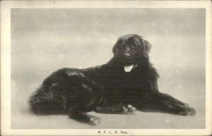 Newfoundland Dog Old Canadian Postcard