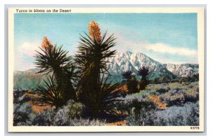 Desert Yucca In Bloom UNP Unused Linen Postcard D21