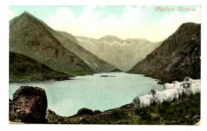 UK - Scotland, Highland Wethers