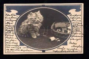 3014572 Fluffy KITTEN as Tailor ART NOUVEAU vintage PHOTO 1900
