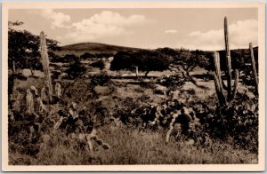 Curacao Tropical Landscape Garden Willemstad Netherlands Real Photo Postcard