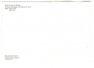 Black Bear, North American Wildlife