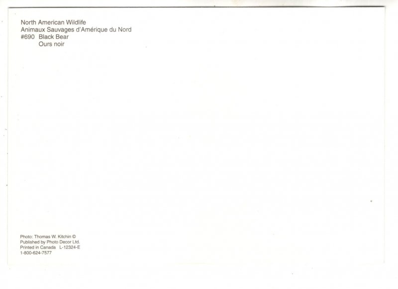 Black Bear, North American Wildlife