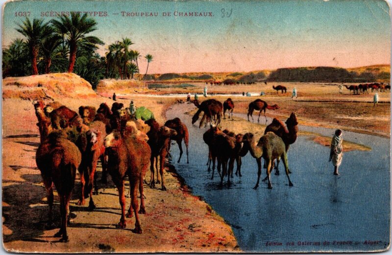 Algeria Scénes et Types Troupeau de Chameaux Vintage Postcard C156