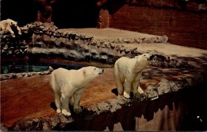 Polar Bears San Diego Zoo Califfornia