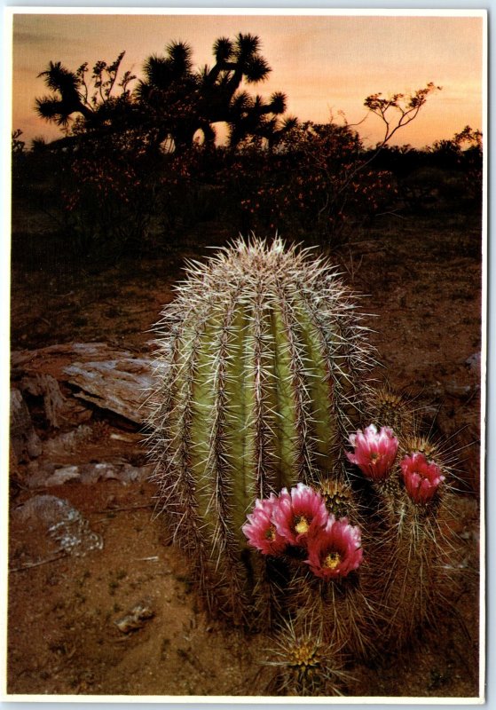 c1970s Pub Phoenix, AZ Sunset Joshua Tree Hedgehog Cactus 4x6 PC Petroff M9