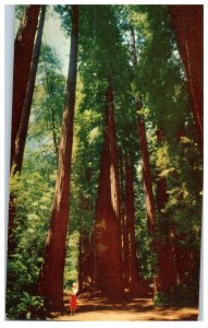 Redwoods by Gray Lines Muir Woods National Monument California RPPC Postcard