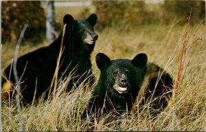 Great Smoky Mountains National Par Native Black Bears 1961