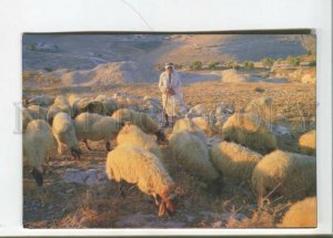 470986 Israel Shepherds Field Old postcard