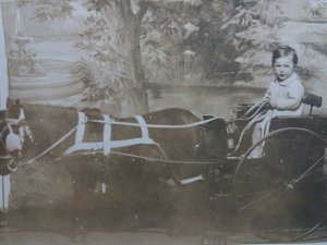 Little Boy Driving Tiny Pony & Trap Vintage Postcard