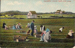Cape Cod MA, Picking Cranberies, Cranberry Industry, 1908 Bournedale P.O. Bog