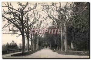 Old Postcard The Chateau Mirambeau Allees Platanes