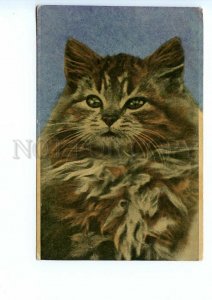 499198 PUSSY CAT Kitty Portrait RUSSIA RARE Vintage postcard