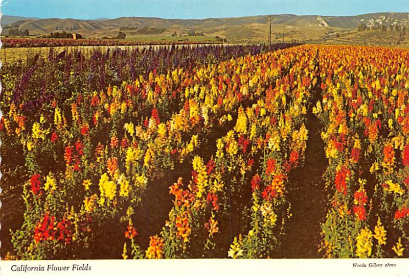 Flower Fields - California