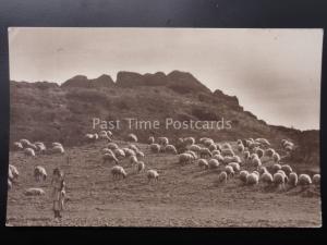 Spanish Flock / herd of SHEEP and shepherd - Old RP Postcard