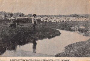 Effel Wyoming Poison Spider Creek Sheep Vintage Postcard AA41232