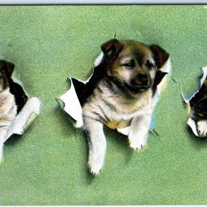 c1910s Cute 3 Puppies Tear Paper Theochrom Postcard St Bernard Dog Husky A118