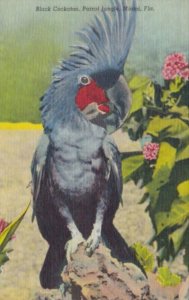 Florida Miami Black Cockatoo At Parrot Jungle Curteich