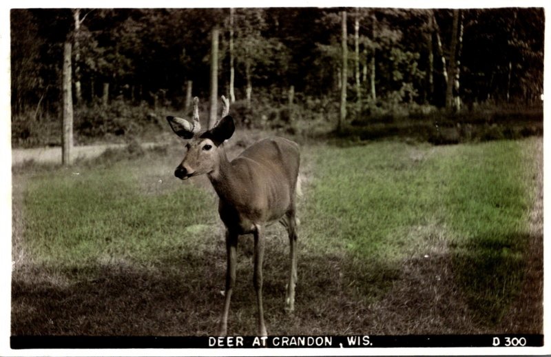 Wisconsin Deer At Crandon Real Photo