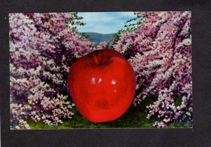 VA Apple Blossom Time Tree Winchester Virginia Postcard Apples Orchard