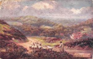 uk27561 coldharbour leith hill picturesque surrey uk