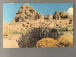 Lupine California Desert CA Chrome Postcard A1163085853