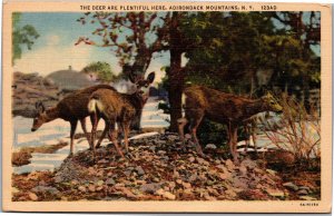 Postcard NY Adirondacks Deer are Plentiful Here