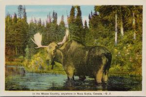 Moose Country Nova Scotia NS 1940s Postcard D75