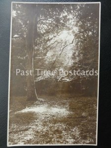 c1920 RP -  A FOREST GLEAM - sunlight gleaming through the forest roof