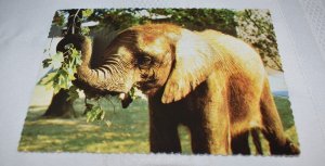 Kubwa Elephant Indianapolis Zoo Indiana Postcard Indianapolis Zoological Society