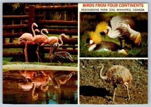 Birds From Four Continents, Assiniboine Park Zoo, Winnipeg Manitoba Postcard
