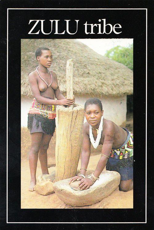 Zulu Tribe Hut Maidens Farm Farming Grazing Maize Africa African Tribal Postcard