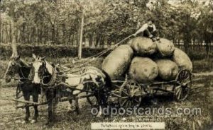 Potatoes in Iowa Exaggeration Photo by Wm. H. Martin 1912 