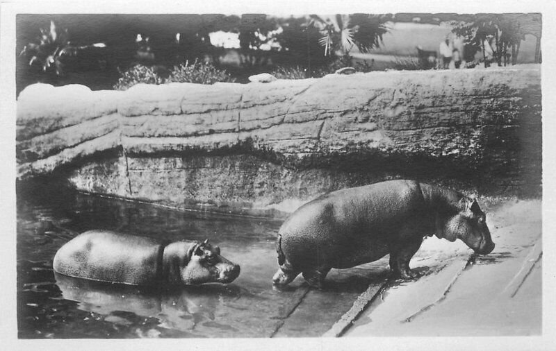 Berlin Germany Circa 1910 RPPC Photo Postcard Hippopotamus 21-1684
