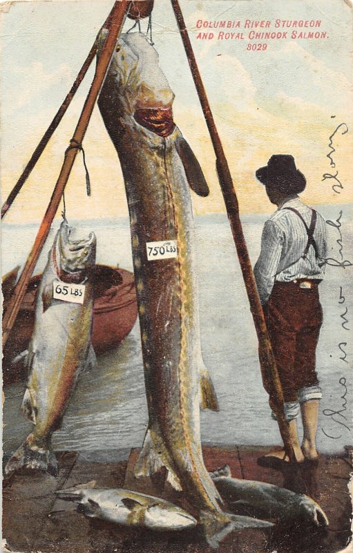 H81/ Columbia River Oregon Postcard c1910 Sturgeon Fishing Salmon
