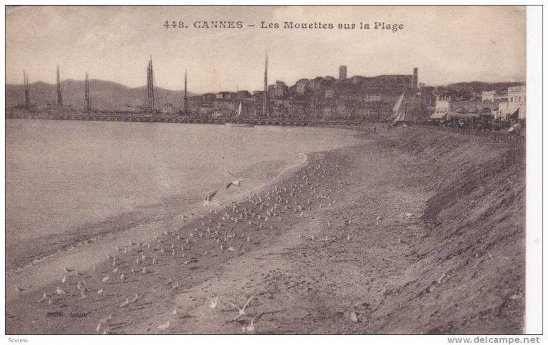 CANNES, Les Mouettes sur la Plage, Alpes Maritimes, France, 00-10s