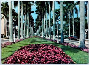 Postcard - Stately Royal Palms Line a Broad Avenue in Palm Beach, Florida, USA