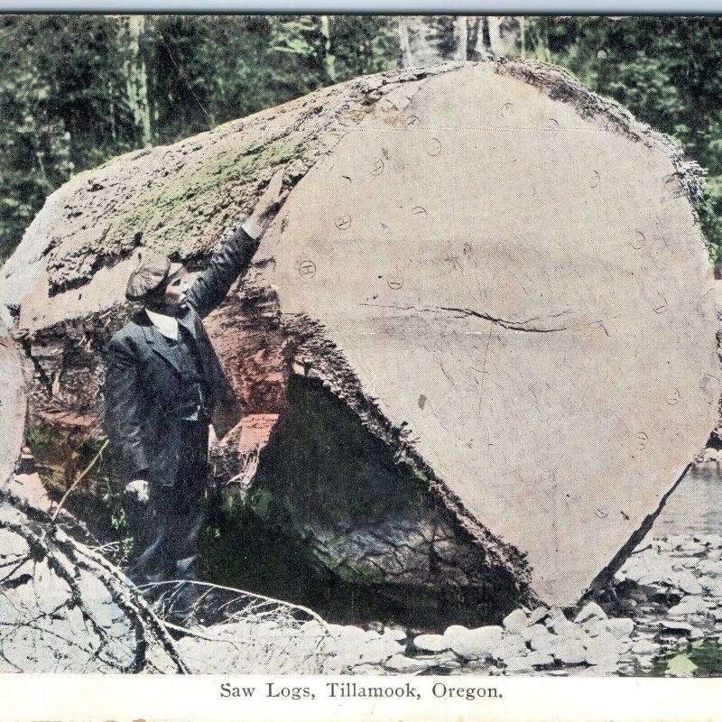 c1910s Tillamook, OR Saw Logs Redwood Sequoia Logging Postcard Colored A158