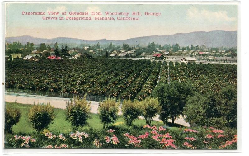 Panorama Orange Groves Glendale California 1910c postcard