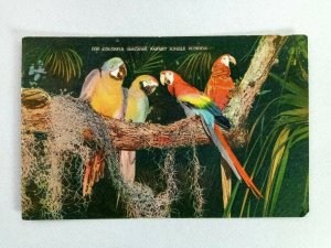 Vintage Postcard Colorful Macaws Parrot Jungle FL Florida