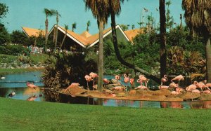 Vintage Postcard Flock Nesting Flamingos Lagoon Busch Garden Tampa Florida FL