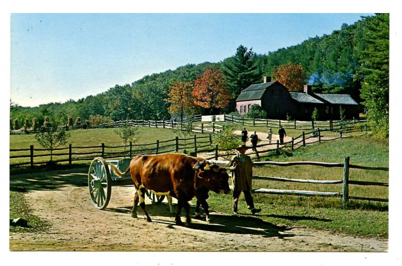 MA - Old Sturbridge Village. Pliny Freeman Farmhouse, Ox Team