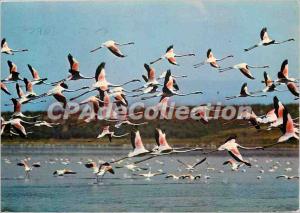 Postcard Modern Camargue Flamingos flight Roses