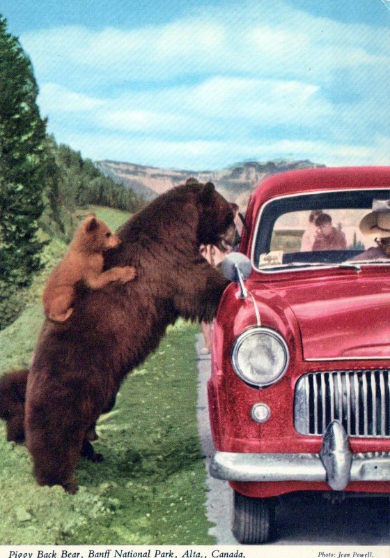 VINTAGE CONTINENTAL SIZE POSTCARD ROCKY MOUNTAIN BLACK BEAR BANFF NATIONAL PARK