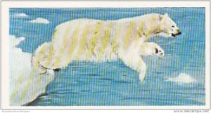 Brooke Bond Vintage Trade Card Wonders Of Wildlife 1976 No 20 Polar Bear Heat...