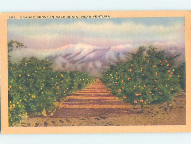 Linen ORANGE GROVES Ventura California CA AD6627