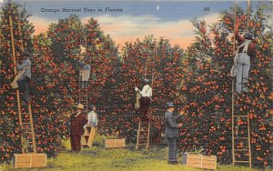 Orange Harvest Time in FL Citrus Writing on Back 