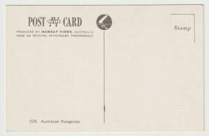 Kangaroos - Australia